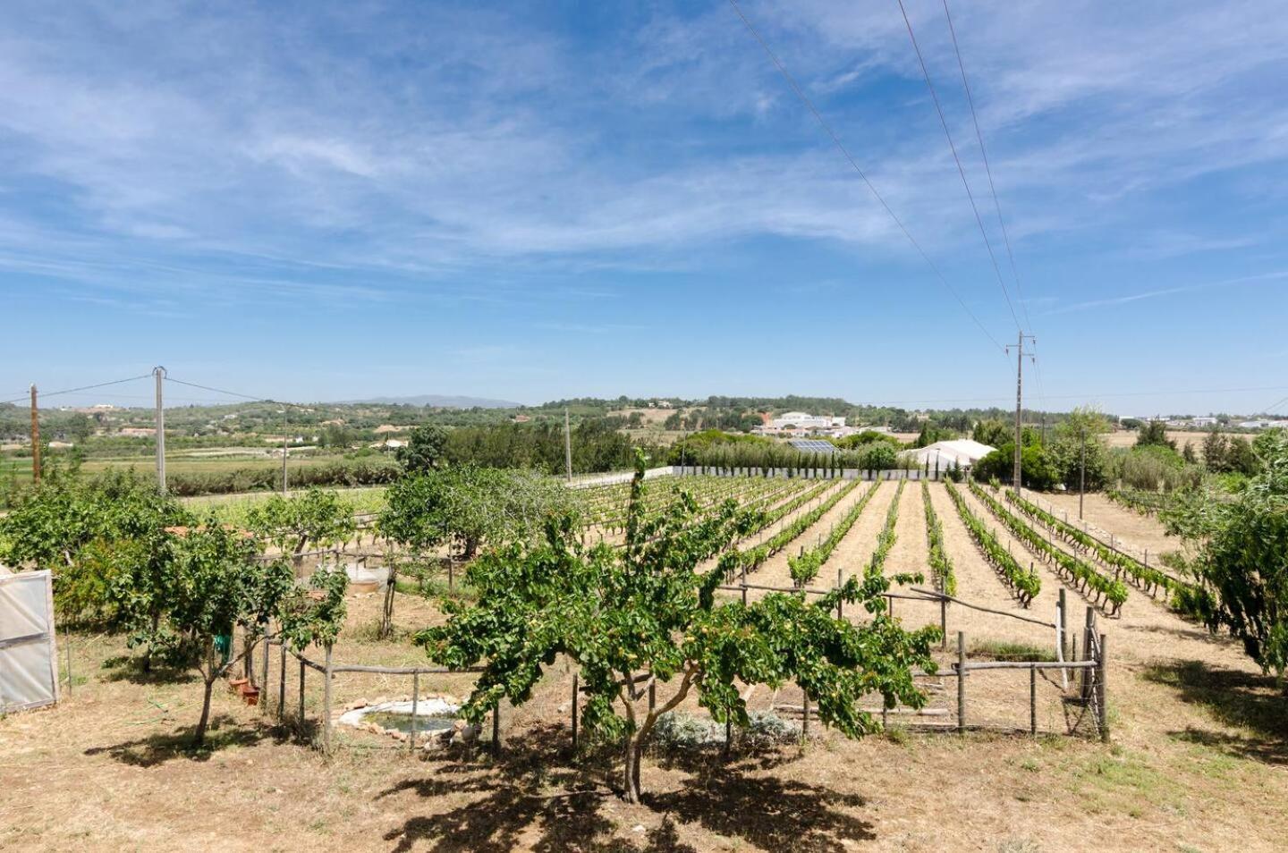 Casa Da Vinha - Eco Turismo Rural, Monte Da Casteleja - Wine Estate * Lagos